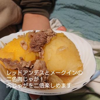 越冬じゃがいも小分け３品種！10kg【ｷﾀｱｶﾘ・ﾒｰｸｲﾝL-2L、ﾚｯﾄﾞｱﾝﾃﾞｽM-2L】 キタアカリ約4kg、メークイン約4kg、レッドアンデス約2kg 野菜/じゃがいも通販