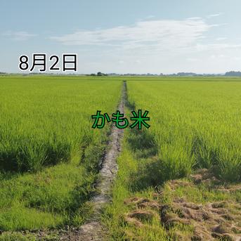 無農薬米新潟県産コシヒカリ20k | 米・穀物/米/精米 産直アウル