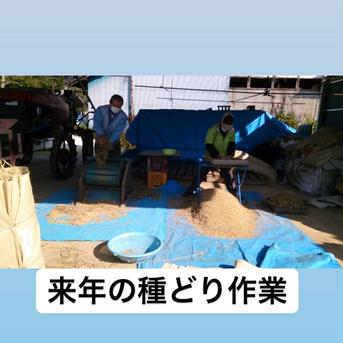 JAS新米・イセヒカリ白米5キロ 5キロ 米・穀物/米/精米通販