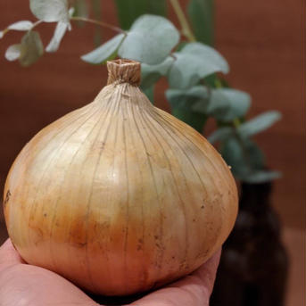 お得なワケあり‼︎淡路島産 熟成玉ねぎ　25キロ 25キロ 野菜/玉ねぎ通販