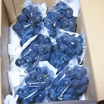皮ごと食べる巨峰系！ナガノパープル2kg（5～8房）長野県認証/特別栽培