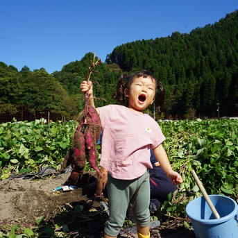 【べにあずまとったど～！】熟成べにあずま２ｋｇ（土付き：箱入）10月頃～発送予定！ べにあずま２ｋｇ 野菜/さつまいも通販