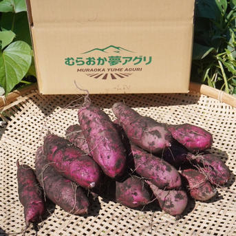 パープルスイートロード3kg】ひときわ映える、紫の輝き。栽培期間中