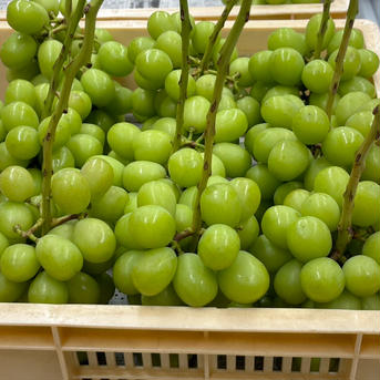 【クール便】山梨県産ぶどう【シャインマスカット】1kg〜1.2kg前後(2〜3房) 種なし 1kg 果物/ぶどう通販