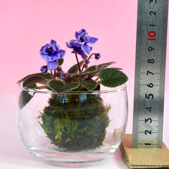 苔玉　セントポーリア(薄青紫) 高さ約10㌢　重さ200㌘ 花・植物/花・植物通販