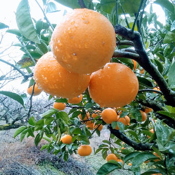 果樹 R 洋梨 【スミヤ果樹園】 洋なし ラ・フランス 約1.8kg ジャンボサイズ6L