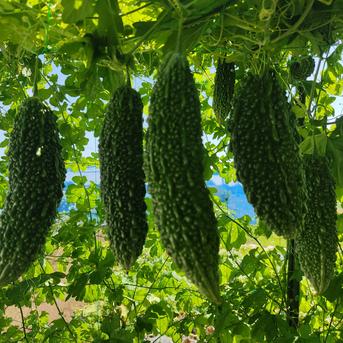 大自然の恵み｜朝採れ夏野菜5品おまかせセット｜夏の旬をまるごと