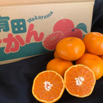 丹生系みかん』マルシオレンジFARM自慢の高糖度！有田みかん🍊 ｜ 果物