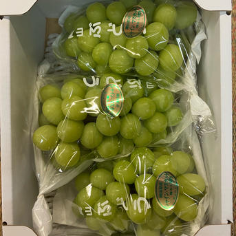 G)岡山県産シャインマスカット8月21日収穫2kg(家庭用) H)岡山県産シャインマスカット8月21日収穫2kg(家庭用) ご家庭用】岡山