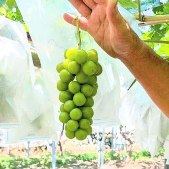 毎年大人気のご家庭用・山梨県産シャインマスカット1㎏ | 果物/ぶどう