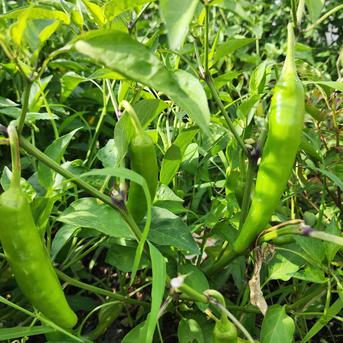 新鮮採れたて無農薬青唐辛子マルケン☆ストア ６本 野菜/その他野菜通販
