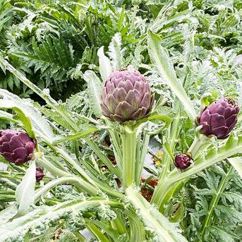 【期間限定】希少な国産アーティチョーク（５～７個、約1〜1.2kg） 5-7個、1～1.2kg 野菜/その他野菜通販