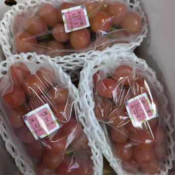 長野県 希少品種「ヌーベルローズ」1.2kg以上 ｜ 果物/ぶどう 産直