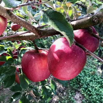 りんごママ☆プロフ必読☆ 中村さんのさみずりんごの中から厳選「完熟大玉ふじりんご