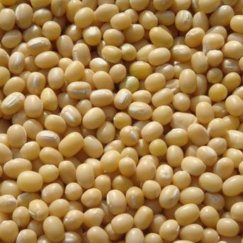 【 丹波白小豆 200g  2袋】（送料込）上品すぎる姿と味・・・純度100％の白餡は絶品です　　　農薬・化学肥料・畜産堆肥不使用 丹波白小豆　200g入り　2袋 野菜/豆類通販