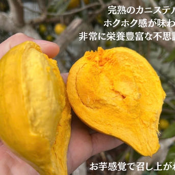 L3.5kg+規格外500g パッションフルーツ 沖縄県産 パッションフルーツ500g/カニステル500g ｜ 果物/その他果物