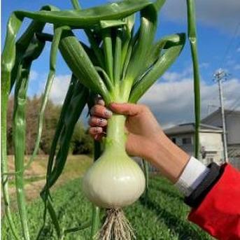 淡路島農家直送　極早生品種　玉ねぎの苗500本 淡路島農家直送 極早生品種 玉ねぎの苗500本