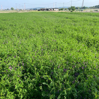 農薬不使用・化学肥料不使用朝日米(玄米) 20kg | 米・穀物/玄米 産直