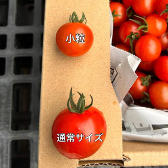 パクパク食べれる小粒ミニトマト3kg ミニトマト3kg 野菜/トマト通販