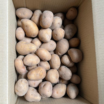 富良野産 インカのめざめ 小粒 2kg ｜ 野菜/じゃがいも 産直アウル