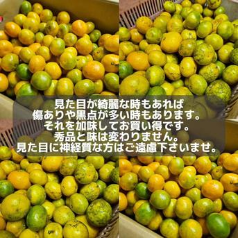 特選！美味しい早生みかん　10kg zeroichifarm-003.jpg