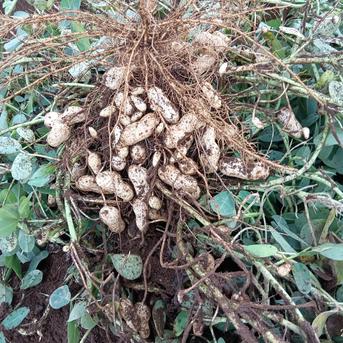 生落花生⭐【おおまさり】⭐️5kg入り、《採れ始め》期間限定です