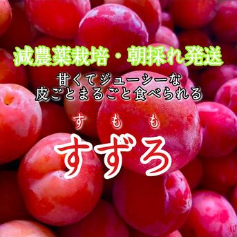 まるごとガブッと召し上がれ♪甘くてジューシーな果汁溢れるスモモ【すずろ】サイズランダム混合2.0~3.0kg サイズランダム混合2.0~3.0kg 果物/すもも・プラム通販