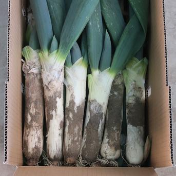 お蚕さまも手伝う「泥付き下仁田ねぎ」7.0kg【2Lサイズ 34本前後】 7.0kg【2Lサイズ 34本前後】 野菜/ねぎ通販