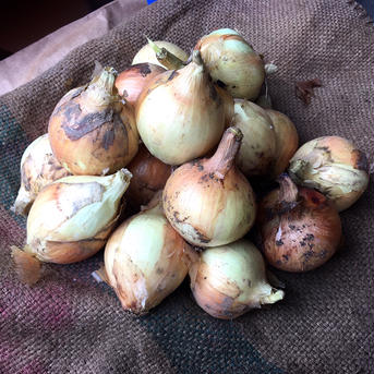 訳あり玉ねぎ※小玉ねぎ1kgと春キャベツ2玉 玉ねぎ1kg、春キャベツ2玉 野菜/玉ねぎ通販