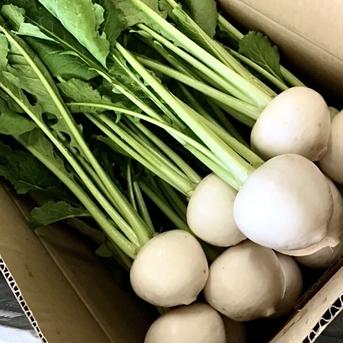 間もなく終了！葉付き白かぶら18本前後リサイクル箱 18本前後 野菜/その他野菜通販