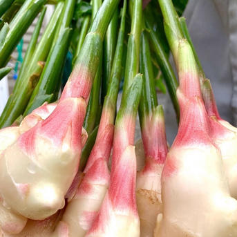 高知県産 朝採れ直送新生姜 8キロ ｜ 野菜/薬味 産直アウル 農家・漁師