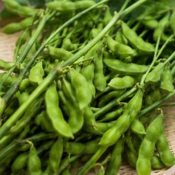 旬到来。青森限定生産 最高級枝豆・毛豆【あおもり 福丸】枝付き3kg