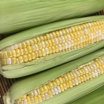 【最終値下】ドルチェドリーム スイートコーン 4000粒 最終値下】ドルチェドリーム スイートコーン 4000粒