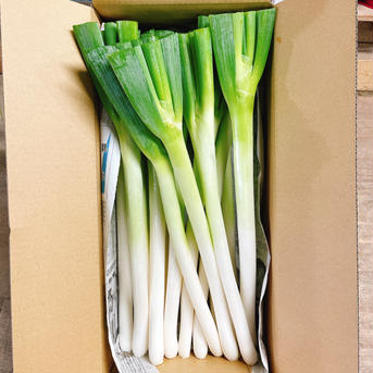 池ちゃん農園の白ネギ《5.0Kg》 5.0kg（40本〜50本） 野菜/ねぎ通販