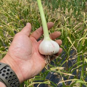 無農薬栽培 にんにく ニンニク（小粒） 1kg ｜ 野菜/にんにく 産直