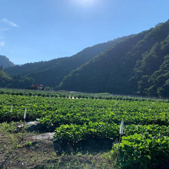 【栽培期間中農薬不使用のお芋】熟成パープルスイートロード１５ｋｇ（土付き：箱入）10月頃～発送予定！【アウルの日】 パープルスイートロード１５ｋｇ 野菜/さつまいも通販