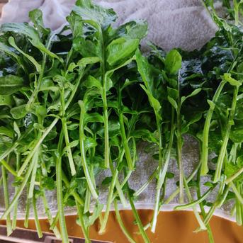 旬のお野菜セット（3～5品）クール便 新鮮野菜3～5品セット 野菜/野菜セット・詰め合わせ通販