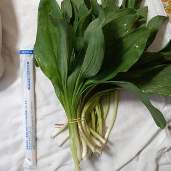 特大 送料込み】天然行者にんにく1000g ｜ 野菜/山菜 産直アウル 農家