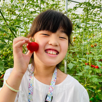 【300g増量中】新品種フルーツトマト２.３キロ！ ２.３キロ 野菜/トマト通販