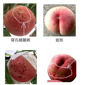＜訳あり＞2キロ箱【南アルプスの桃】減農薬/無肥料/除草剤不使用  <訳あり>２キロ箱　個数はサイズによる 果物/もも通販