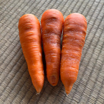 訳ありにんじん 10kg曲がり・割れあり 家庭用におすすめ！ ｜ 野菜 
