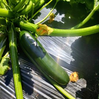 【旬祭限定】☆10%増量中☆信州の高原より新鮮野菜をお届け！旬の野菜セット７種(レギュラー) 旬の野菜セット７種 野菜/野菜セット・詰め合わせ通販