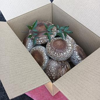 傘直径7㌢以上の生椎茸700g！！ 生椎茸700g 野菜/きのこ通販