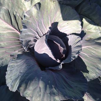 三浦産レッドキャベツ7キロ前後 7キロ前後 野菜/キャベツ通販