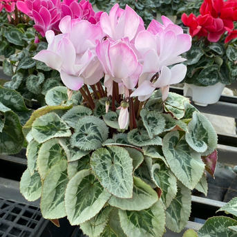 シクラメン6寸鉢 贈答用にも | 花・植物/花・植物 産直アウル 農家から