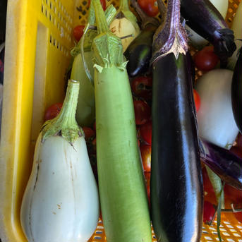 そらよか 夏野菜セット 約1.0kg 野菜/野菜セット・詰め合わせ通販