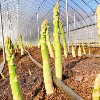 【御自宅用グリーンアスパラガス】紫入り食べ比べセット 1800g 野菜/アスパラガス通販