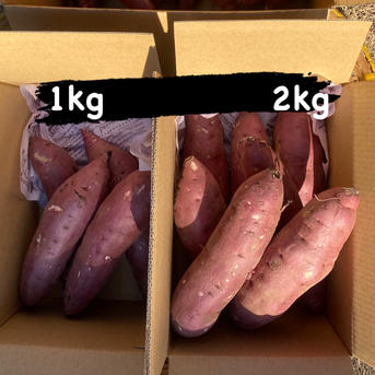 Mサイズのお芋！超熟成！プレミアムべにはるか🍠2kg 2kg 野菜/さつまいも通販