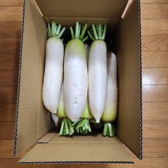 ミニ大根　農薬、化学肥料不使用　採れたて新鮮なおいしさ 大根 野菜/大根通販