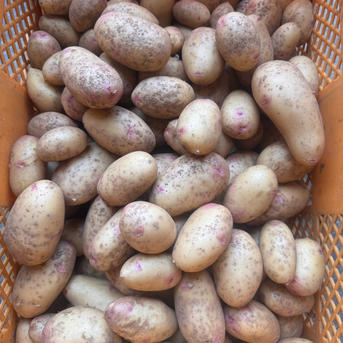 訳あり》無農薬じゃがいも【はるか】3kg ｜ 野菜/じゃがいも 産直